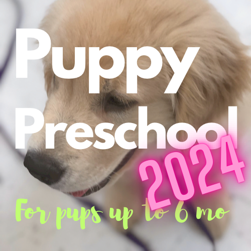 Puppy Preschool 2024 Doggy Detail Training   S829415754202758871 P68 I1 W500 